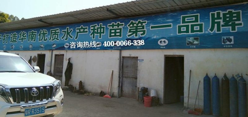 【壳笋鱼苗】泰国笋壳鱼鱼苗笋壳鱼苗，售后技术指导
