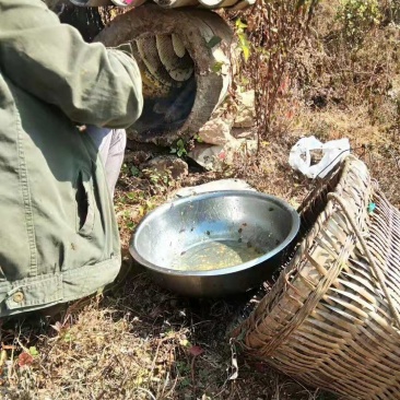 云南纯野生蜂蜜，假一赔十，一斤装，进期量稍大，价位优美。