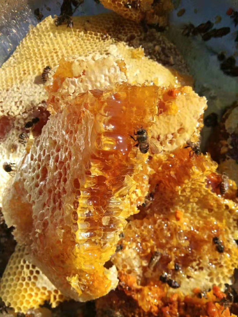 云南纯野生蜂蜜，假一赔十，一斤装，进期量稍大，价位优美。