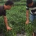 【优质】四川二荆条辣椒基地直供货源充足现摘现发