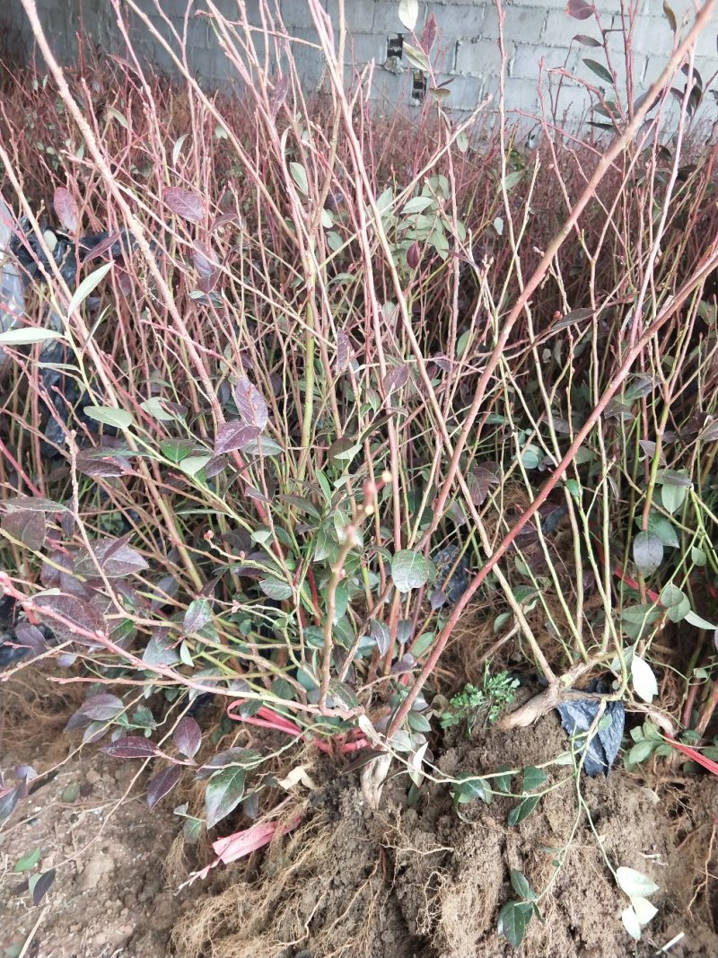 基地直销包品种精品蓝莓苗适合南北种植包品种