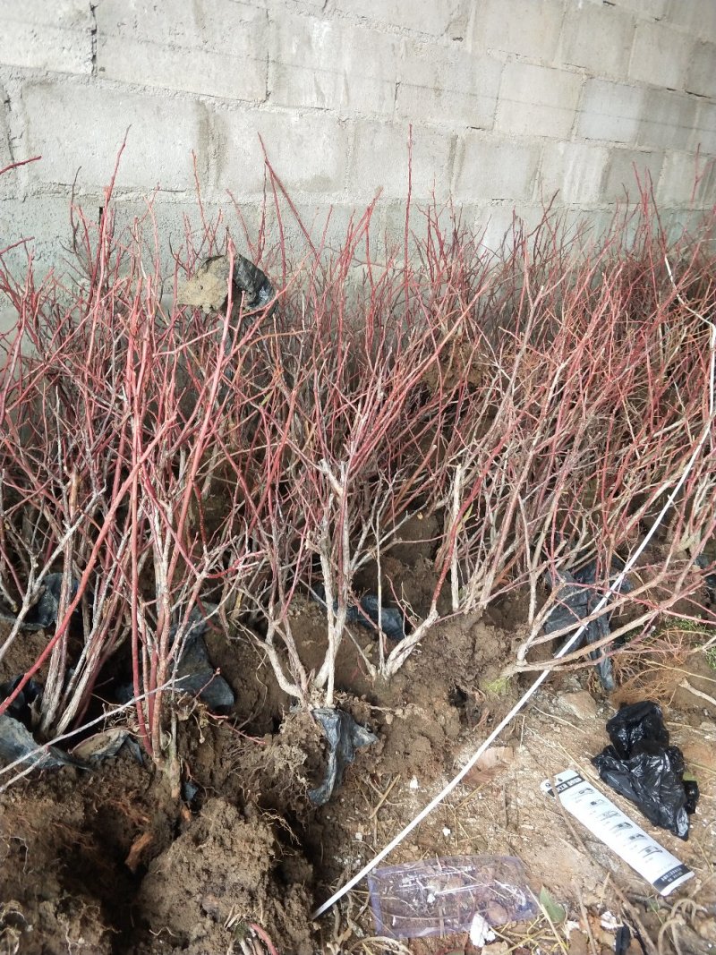 基地直销包品种精品蓝莓苗适合南北种植包品种