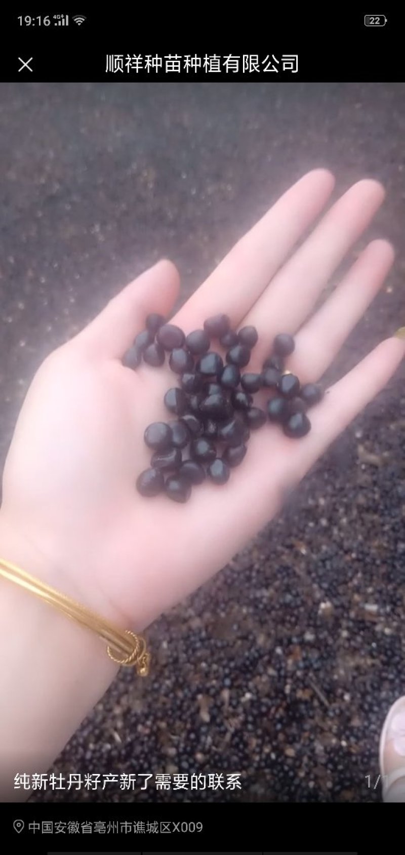 油用，纯新，精选牡丹籽，