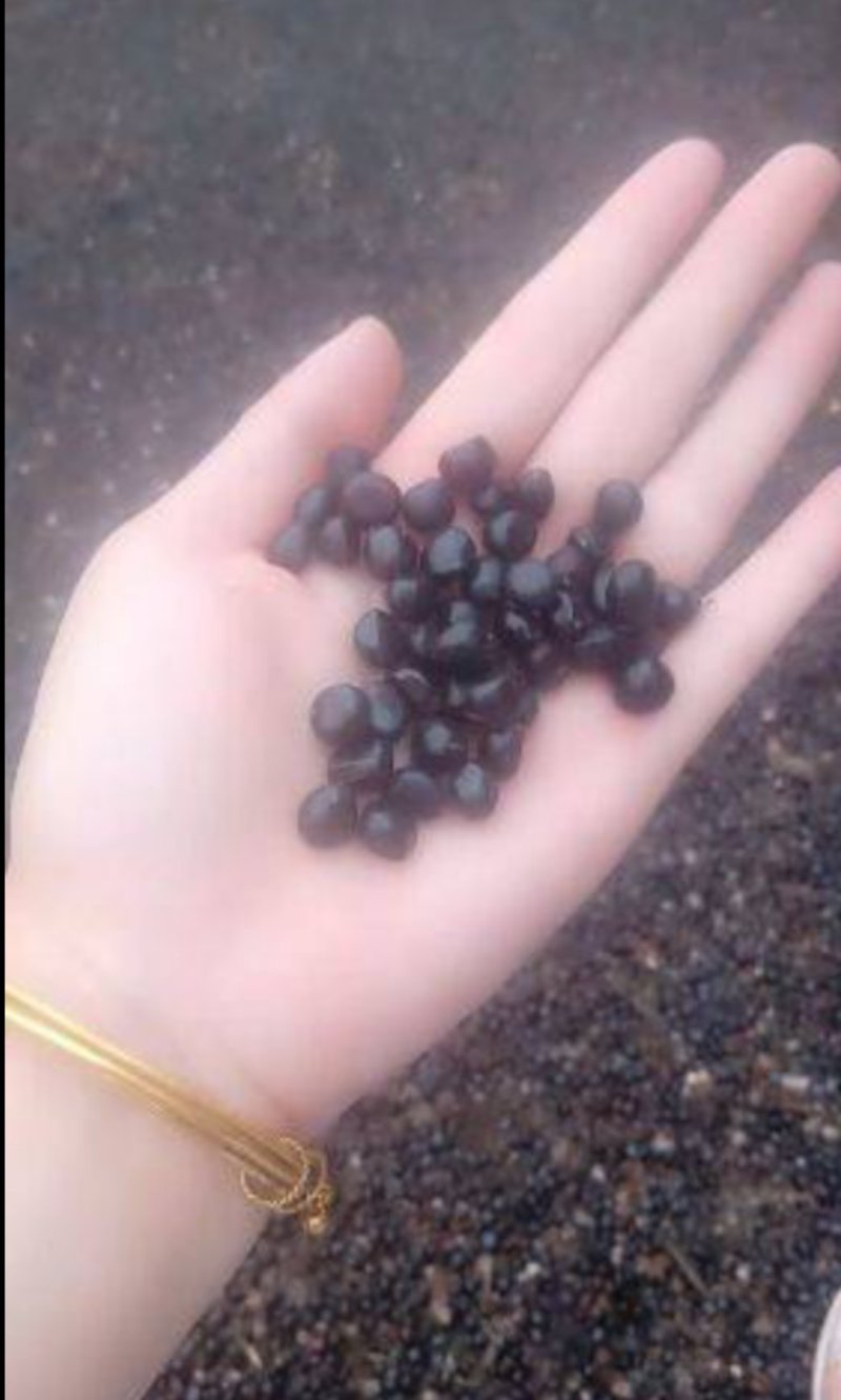 油用，纯新，精选牡丹籽，