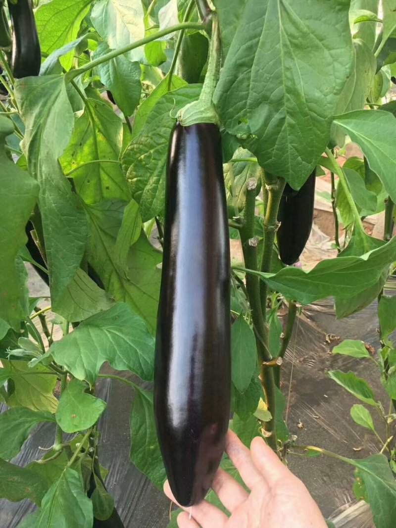 茄子苗圆茄苗，765烧烤茄等各类嫁接茄子苗