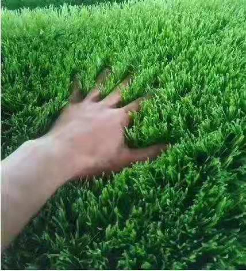 足球场草坪草籽四季长青台湾草种籽矮生百慕大草籽护坡草籽耐