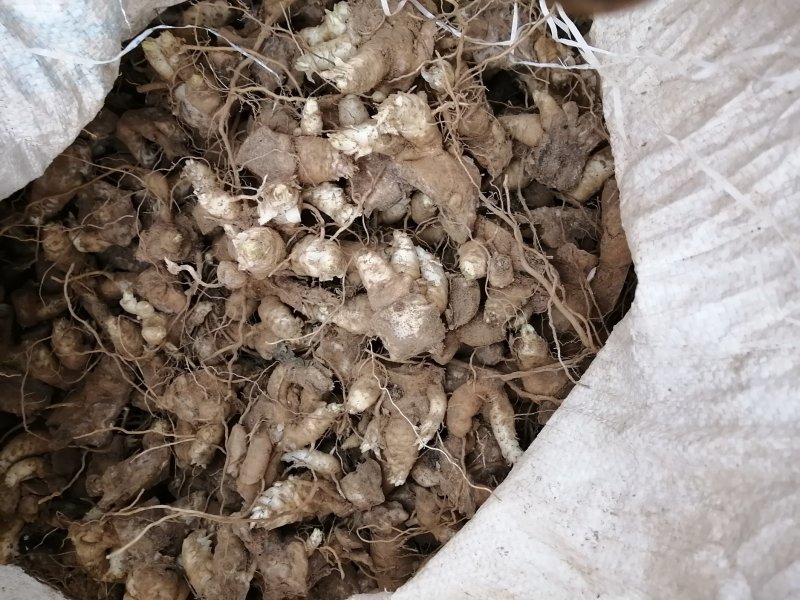玄参芽，当年种，当年收，提供技术管理包回收！