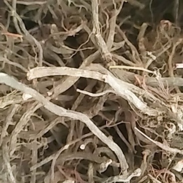 云南野生小红参