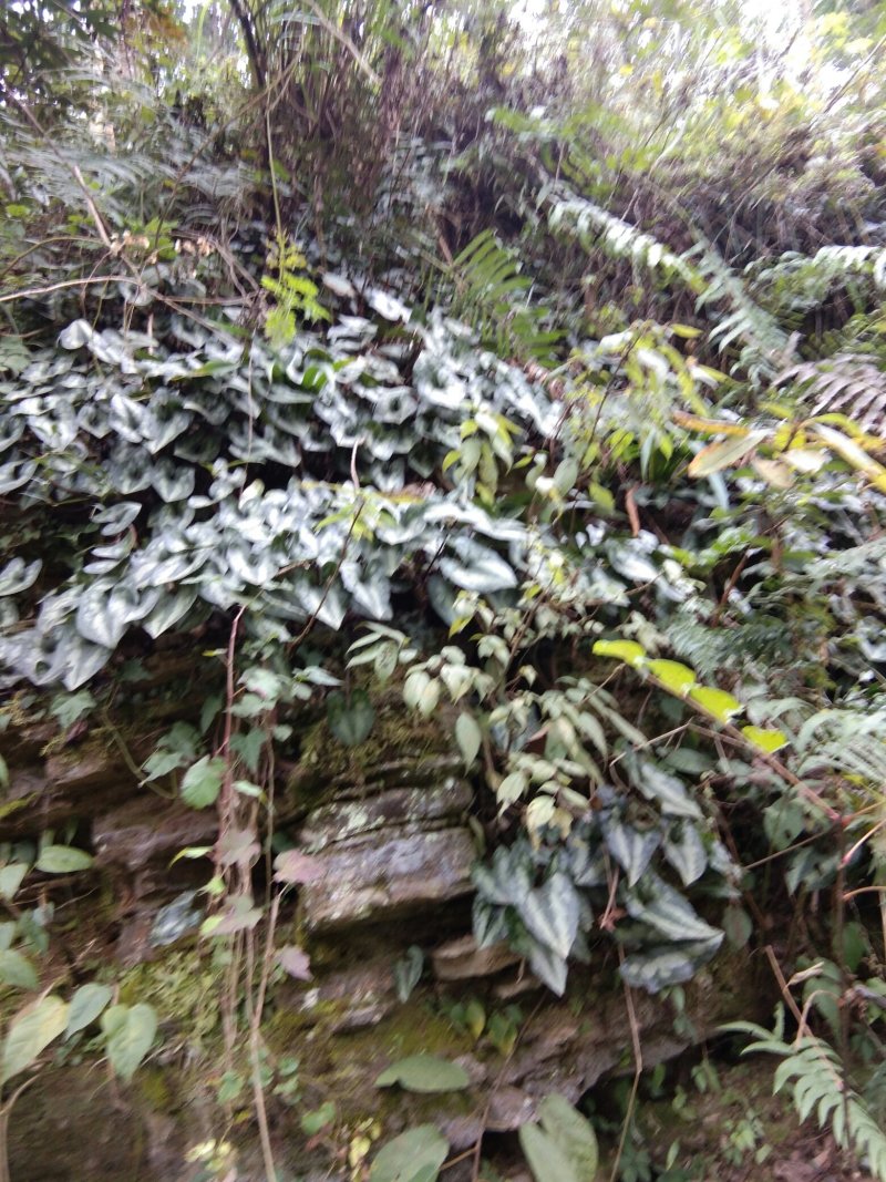 云南野生马蹄香，马蹄细辛细辛，细香，细参种苗