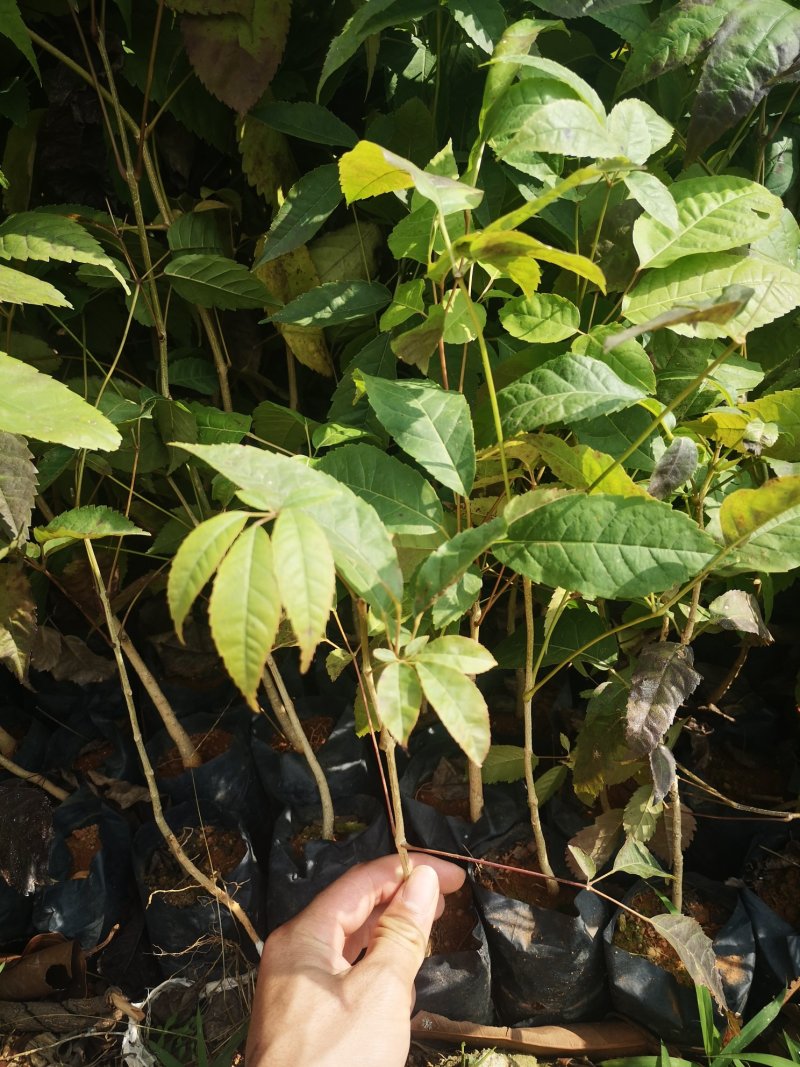 网红紫花风铃木苗高度20-60起