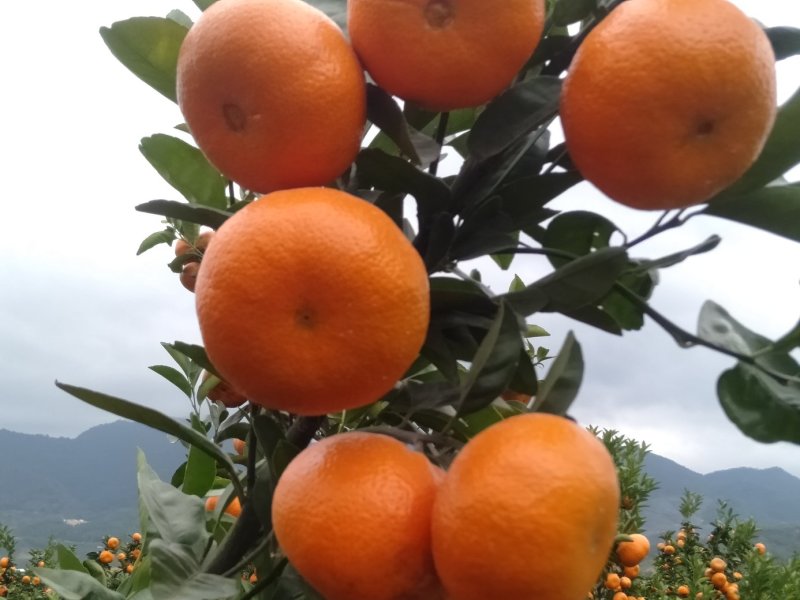 金秀精品默科特橘大量现货供应，甜蜜蜜糖分充足，