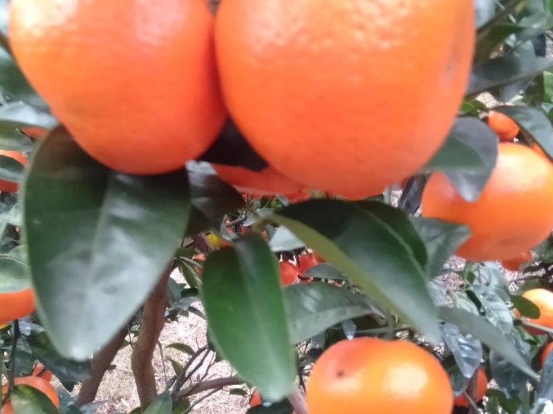 金秀精品默科特橘大量现货供应，甜蜜蜜糖分充足，