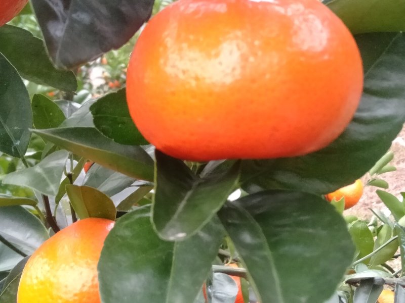 金秀精品默科特橘大量现货供应，甜蜜蜜糖分充足，