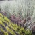 花叶蒲苇水生植物基地直销物美价廉