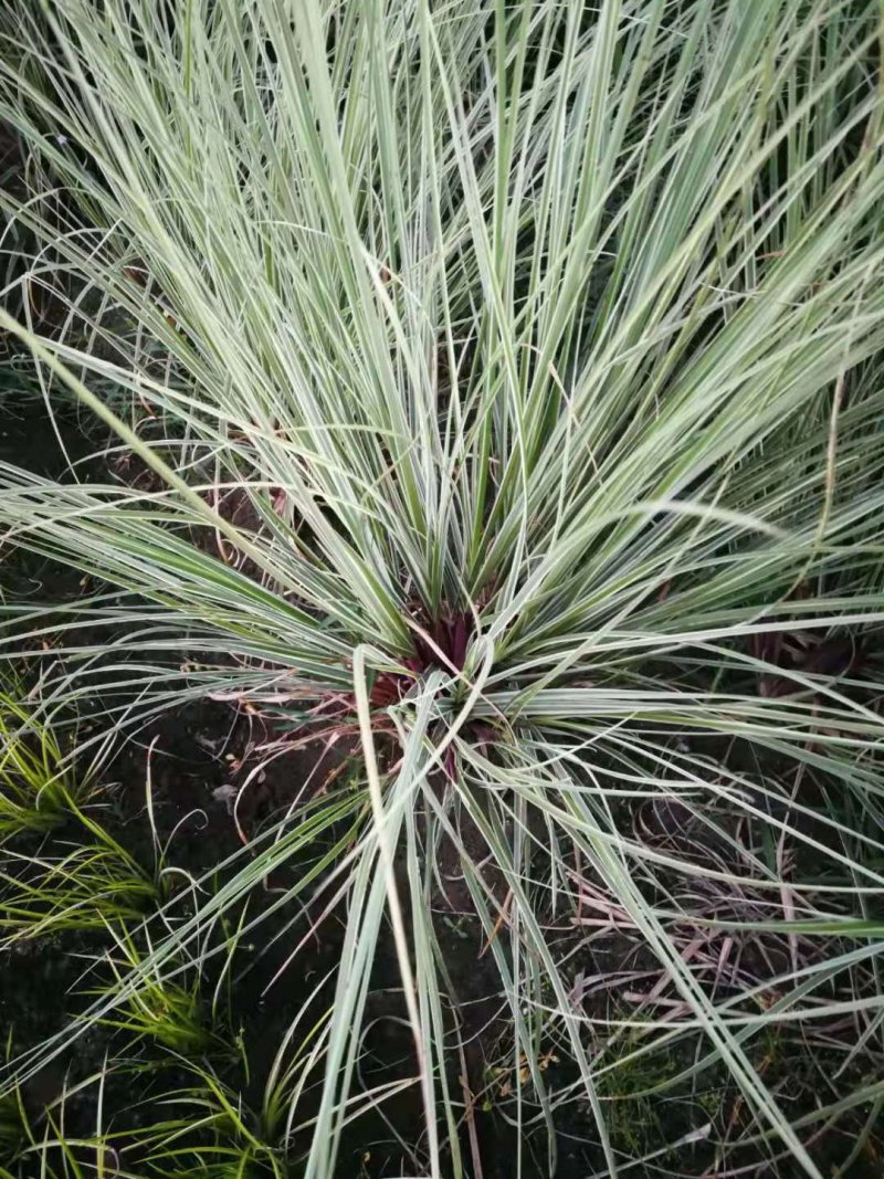 花叶蒲苇水生植物基地直销物美价廉