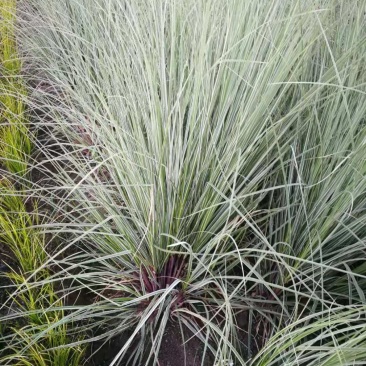 花叶蒲苇水生植物基地直销物美价廉