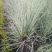 花叶蒲苇水生植物基地直销物美价廉