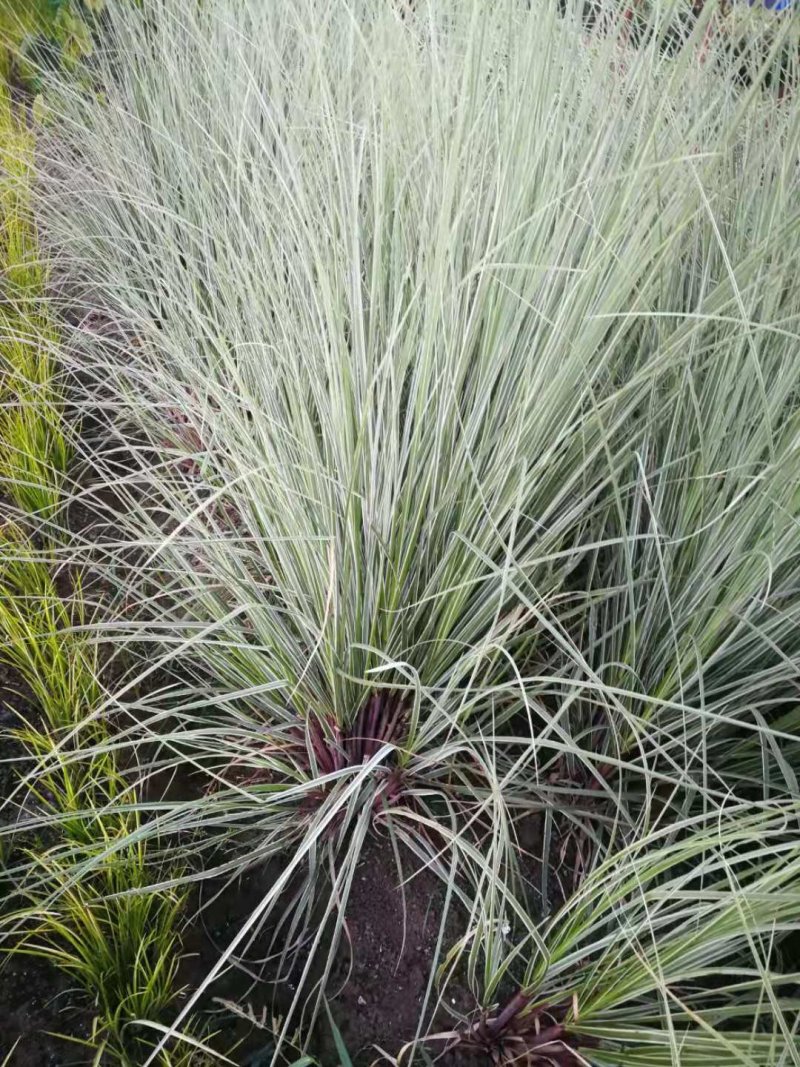 花叶蒲苇水生植物基地直销物美价廉
