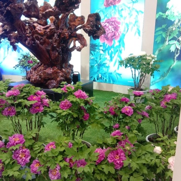 牡丹花千层观赏牡丹区，有红，绿，黑色春节前后开花开富贵，