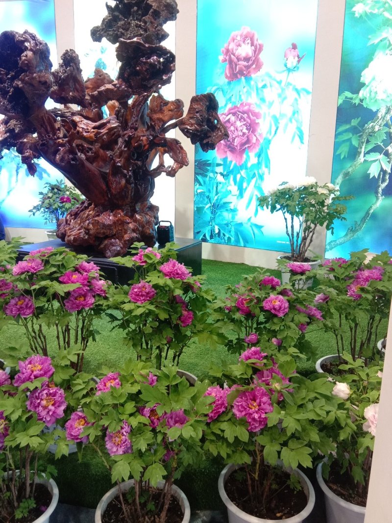牡丹花千层观赏牡丹区，有红，绿，黑色春节前后开花开富贵，