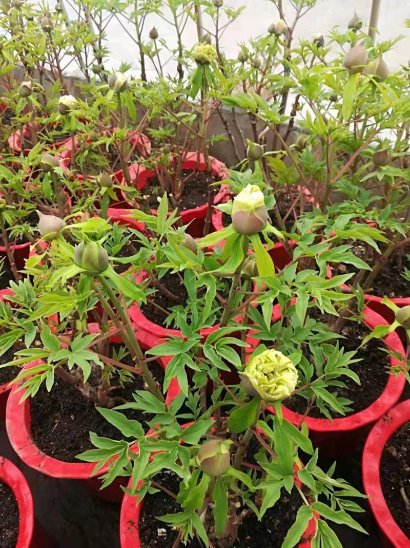 牡丹花千层观赏牡丹区，有红，绿，黑色春节前后开花开富贵，