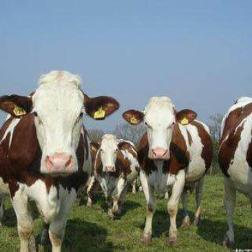 西门塔尔牛肉牛种牛200-600斤免费送牛上门检疫证明