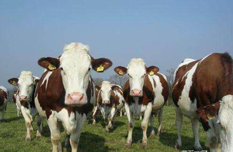 西门塔尔牛肉牛种牛200-600斤免费送牛上门检疫证明