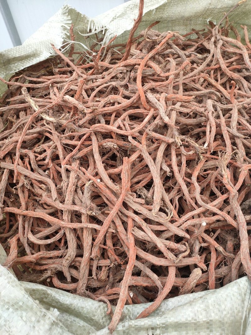 大量收购鲜丹参安徽，河南，山东优先