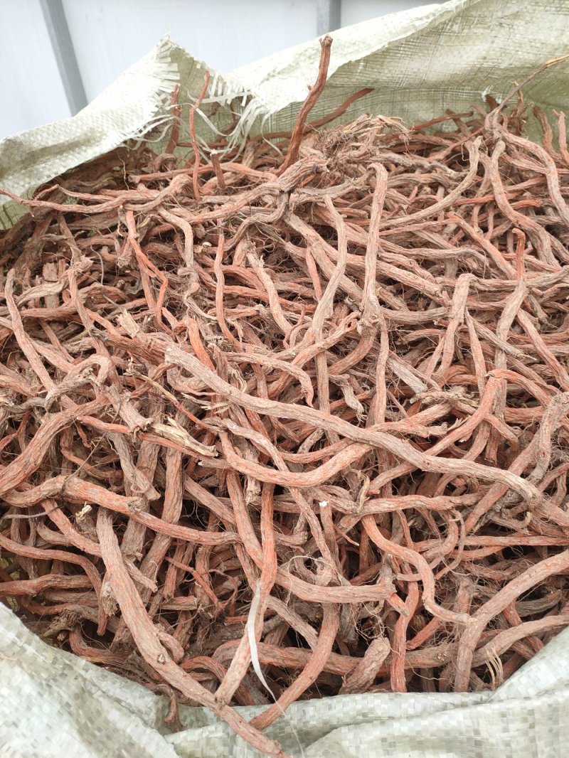 大量收购鲜丹参安徽，河南，山东优先