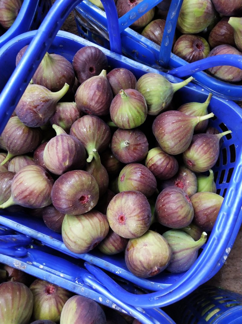 新鲜无花果大量上市