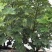 新鲜无花果大量上市
