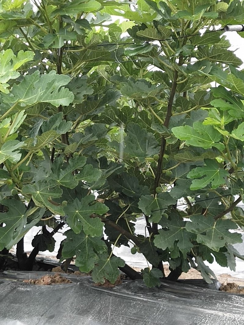 新鲜无花果大量上市
