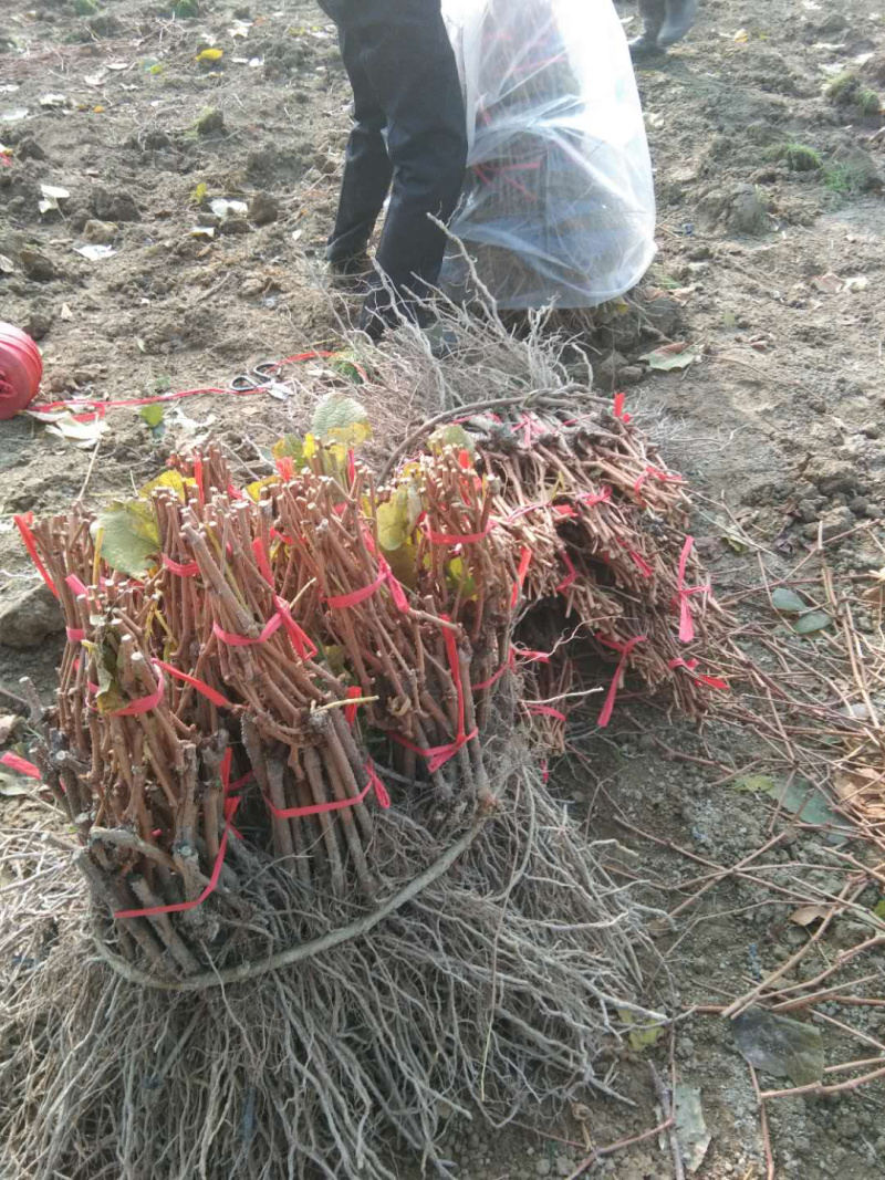 正宗芷江大树坳纯正高山葡萄苗2号「刺葡萄苗」扦插苗