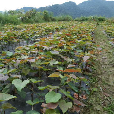 正宗芷江大树坳纯正高山葡萄苗2号「刺葡萄苗」扦插苗
