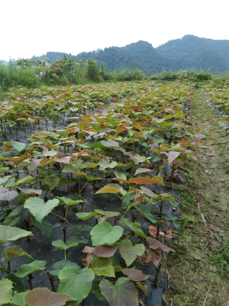 正宗芷江大树坳纯正高山葡萄苗2号「刺葡萄苗」扦插苗