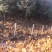 山地土鸡