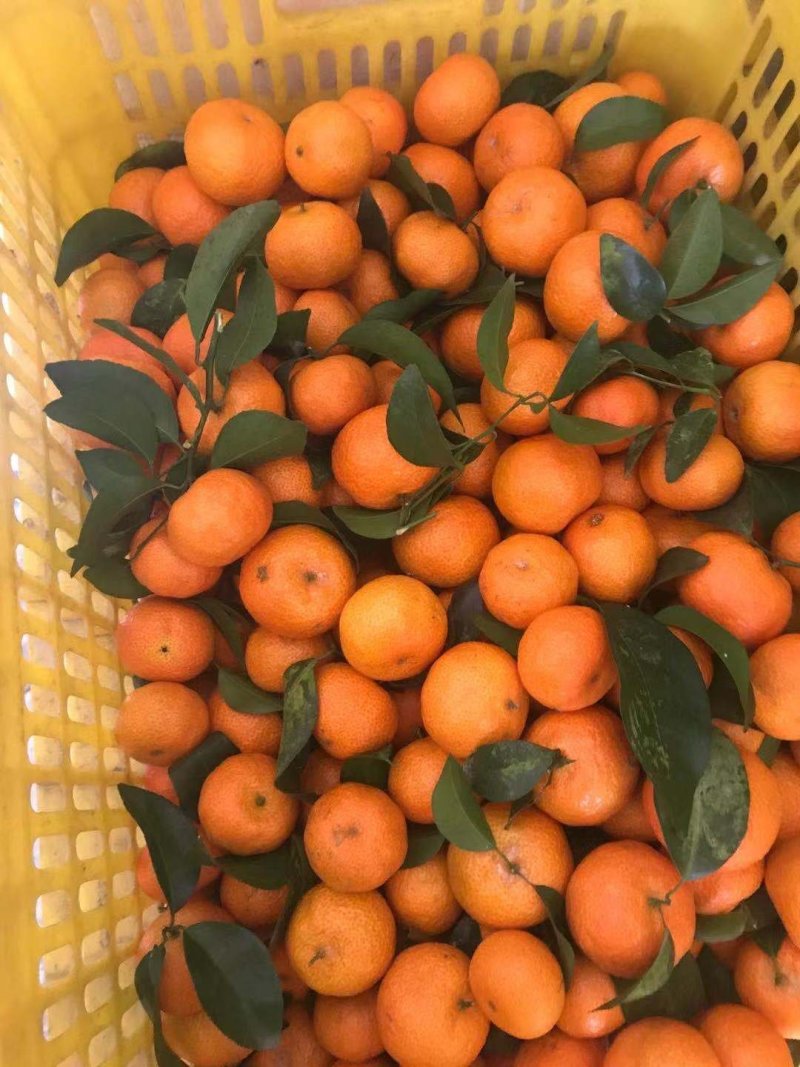 梧州沙糖桔