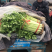 【产地首推】精品芹菜大量上市价格实惠质量保证欢迎老板