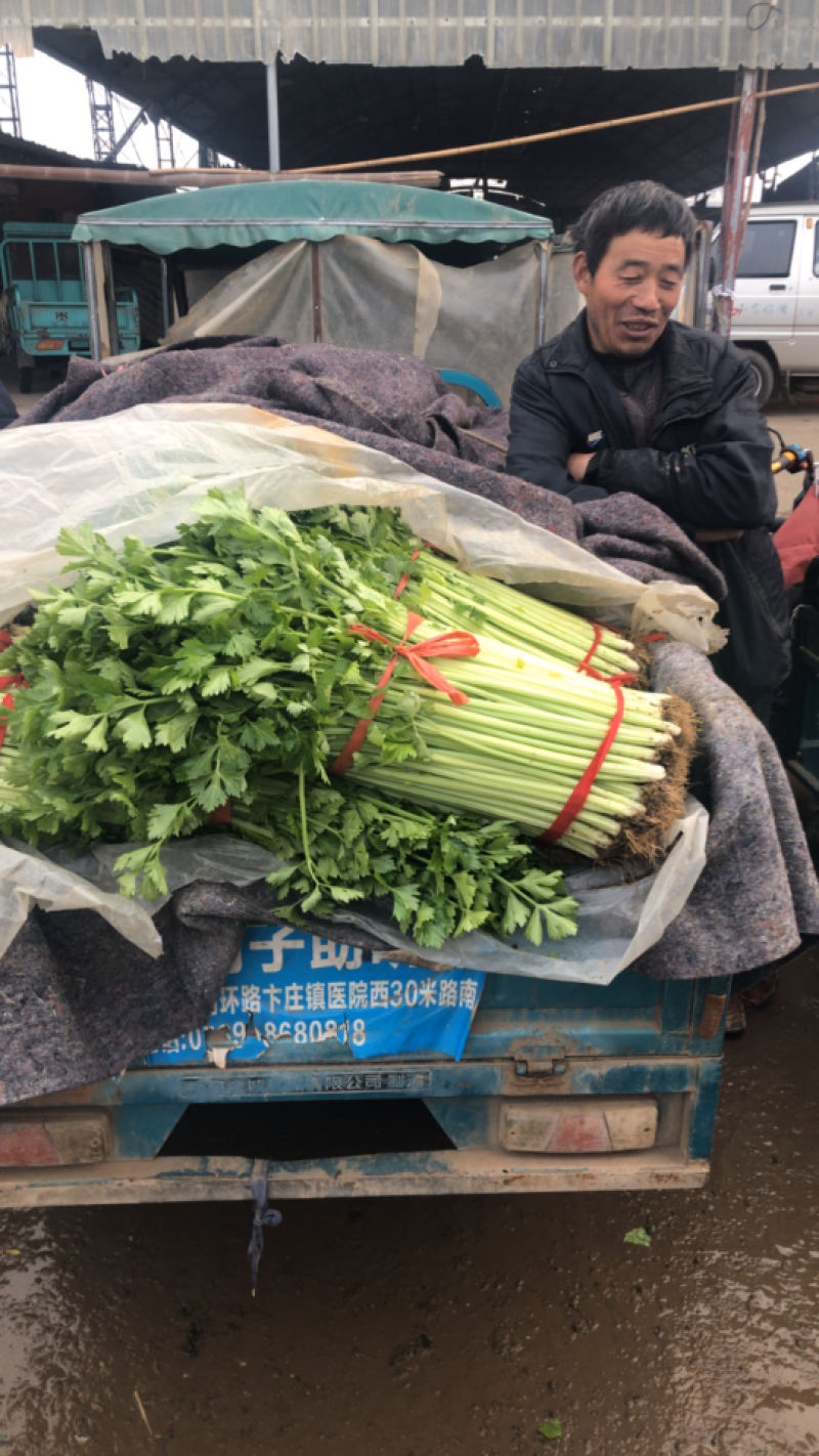 【产地首推】精品芹菜大量上市价格实惠质量保证欢迎老板