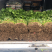 【产地首推】精品芹菜大量上市价格实惠质量保证欢迎老板