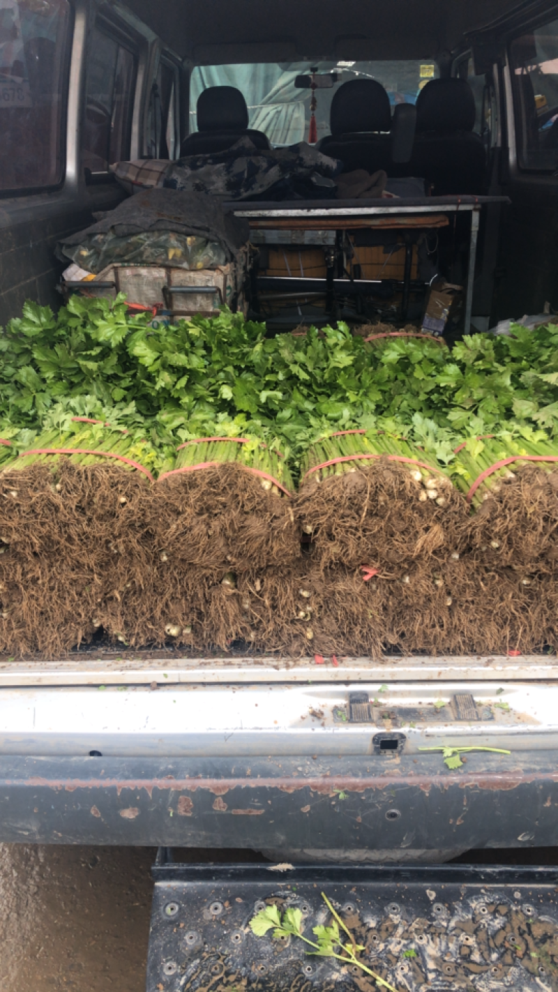 【产地首推】精品芹菜大量上市价格实惠质量保证欢迎老板