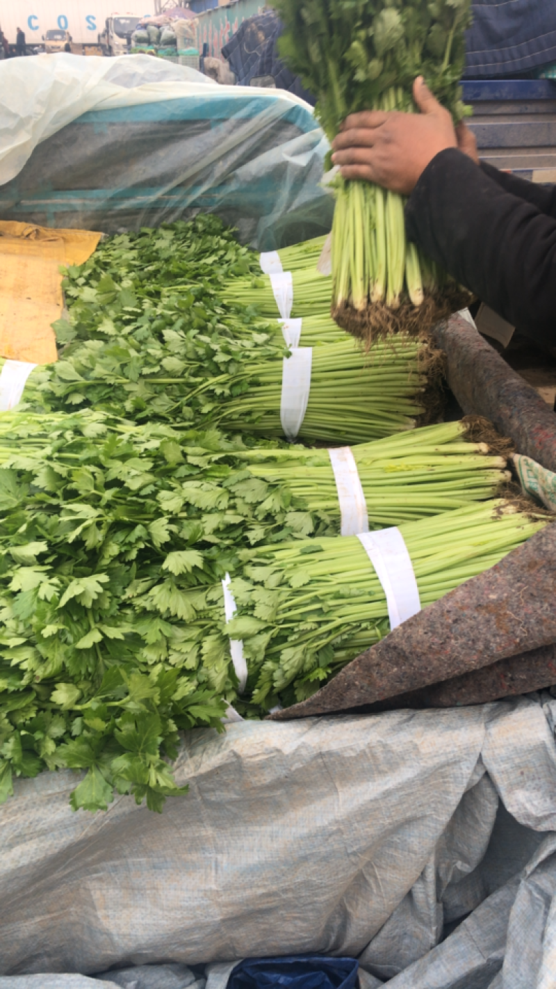 【产地首推】精品芹菜大量上市价格实惠质量保证欢迎老板