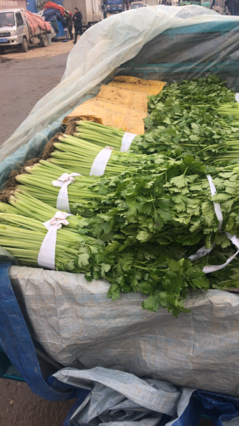 【产地首推】精品芹菜大量上市价格实惠质量保证欢迎老板