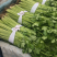 【产地首推】精品芹菜大量上市价格实惠质量保证欢迎老板
