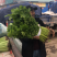 【产地首推】精品芹菜大量上市价格实惠质量保证欢迎老板