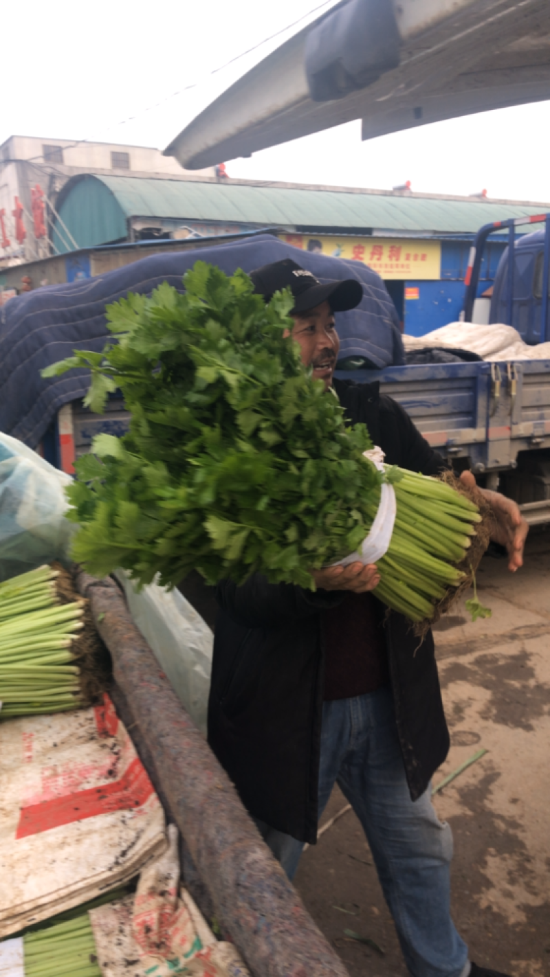 【产地首推】精品芹菜大量上市价格实惠质量保证欢迎老板