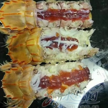 渤海湾特产优质皮皮虾，爬虾