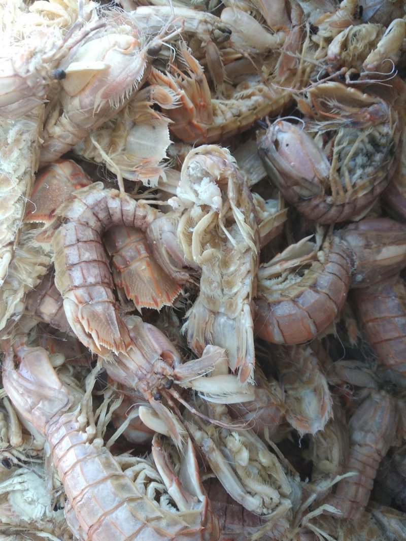 渤海湾特产优质皮皮虾，爬虾