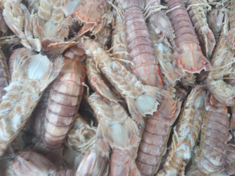 渤海湾特产优质皮皮虾，爬虾