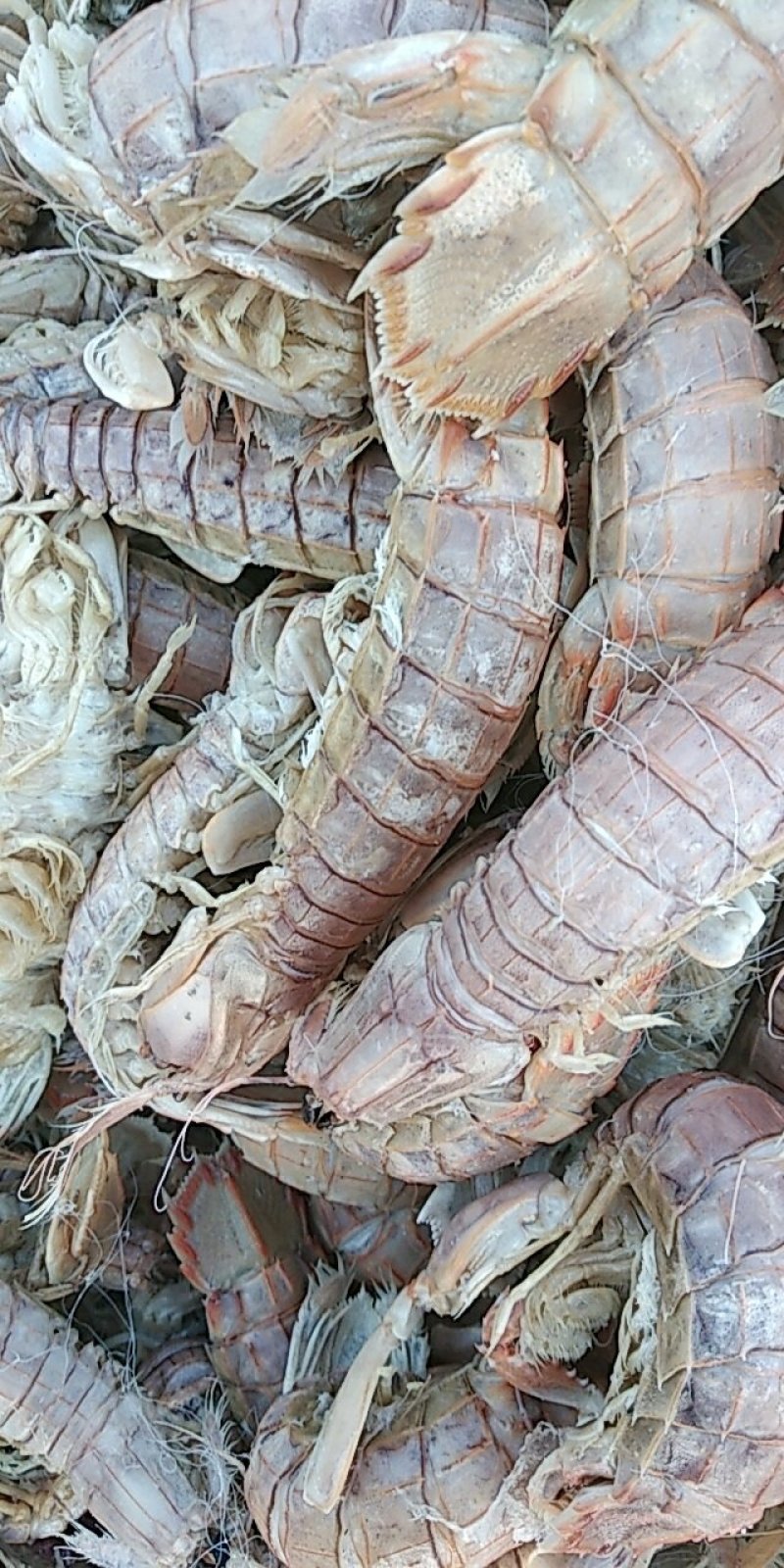 渤海湾特产优质皮皮虾，爬虾